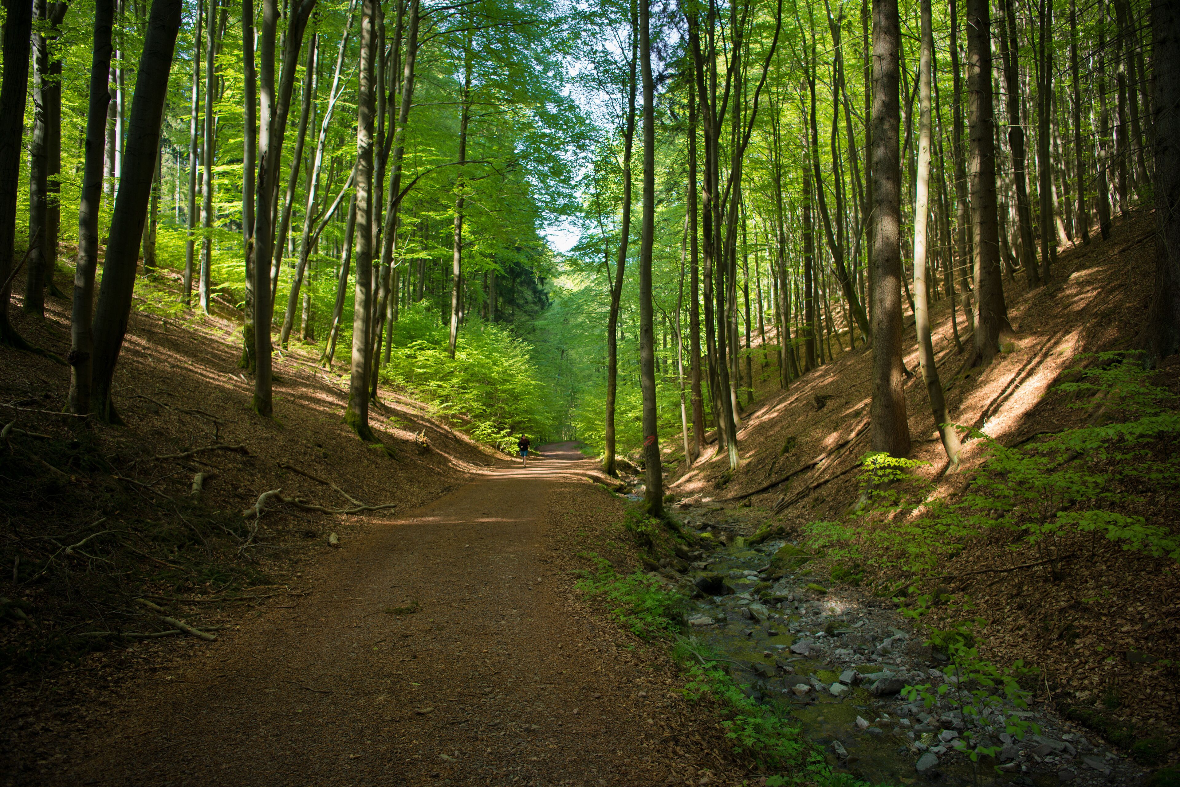 Un sendero en el bosque bordeado por árboles.