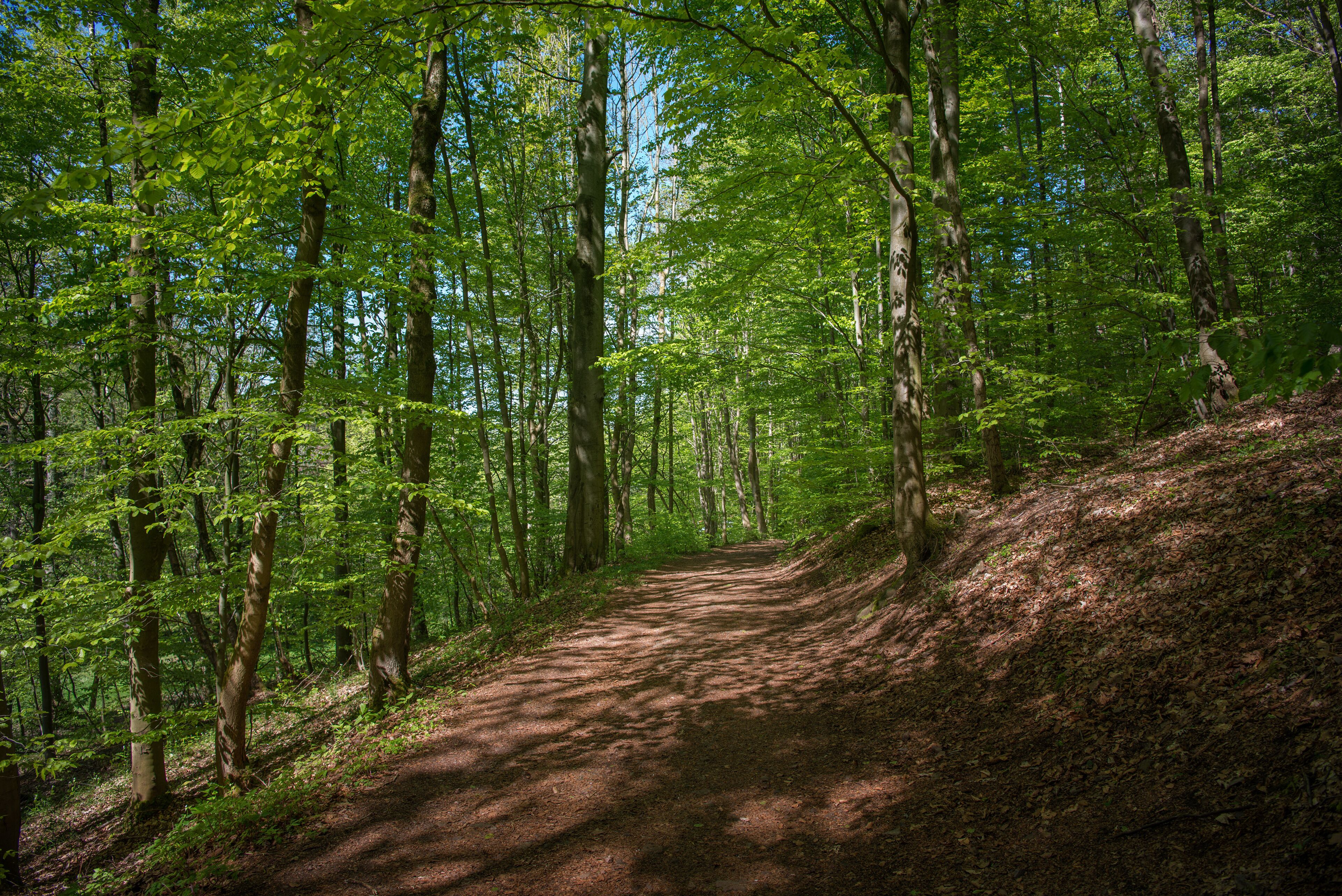 Un sendero en el bosque flanqueado por árboles.