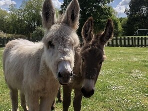 Aktiviteter for barn