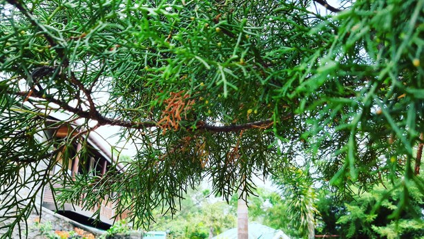 Un quartier résidentiel où les maisons sont entourées d’une végétation luxuriante et disposent d’un jardin.