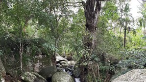 Un cours d’eau naturel qui serpente sur des rochers dans une zone boisée.