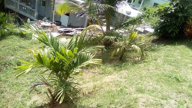 Garden view - 2 bedroom apartment (St. David)