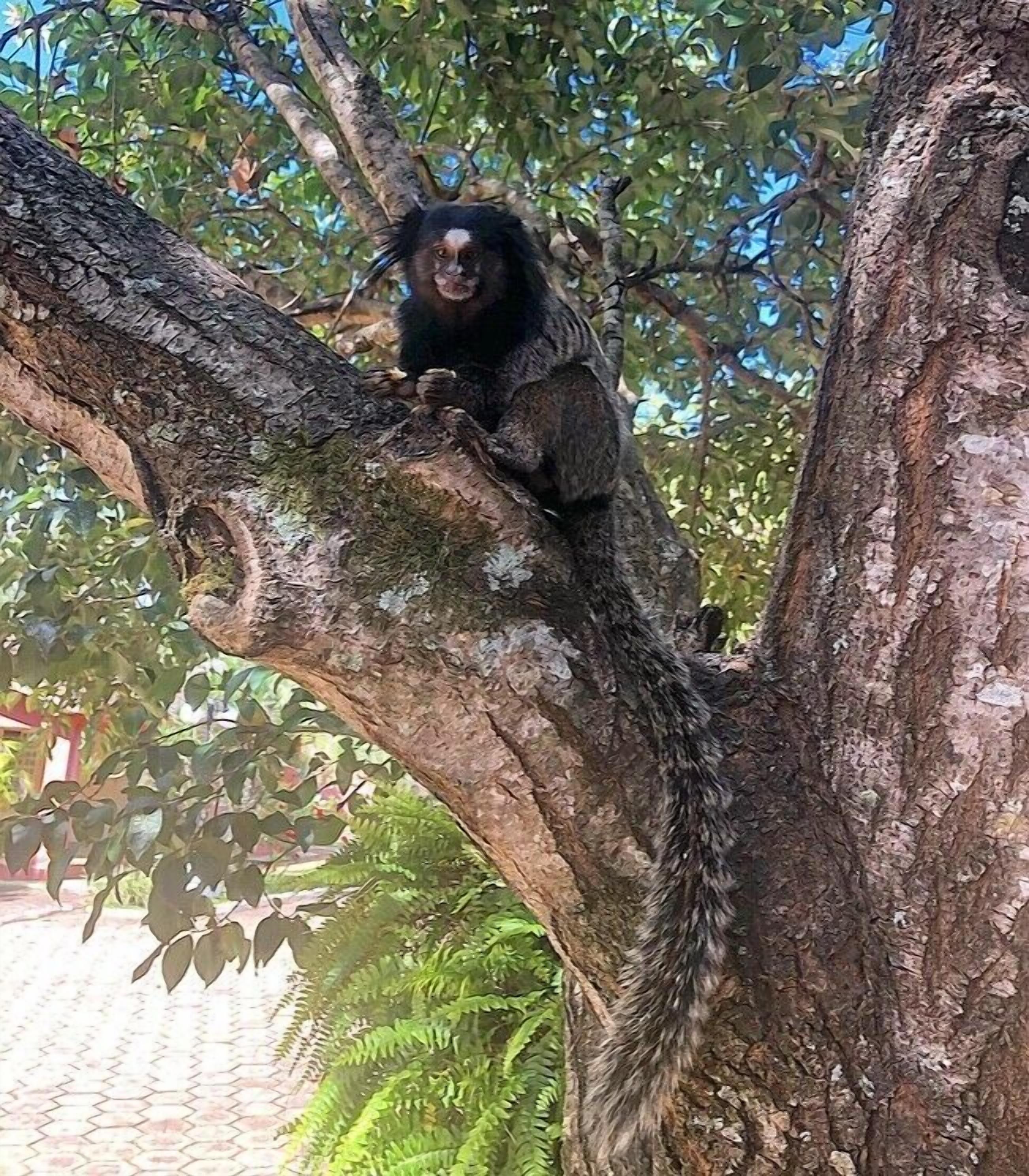 Un singe est assis sur une branche d’arbre.