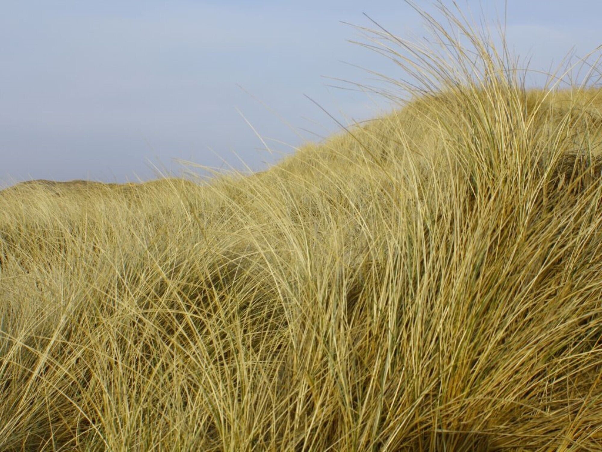 A close-up of tall, dry grass.