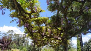Ein Baum mit lila Blüten und grünen Blättern.