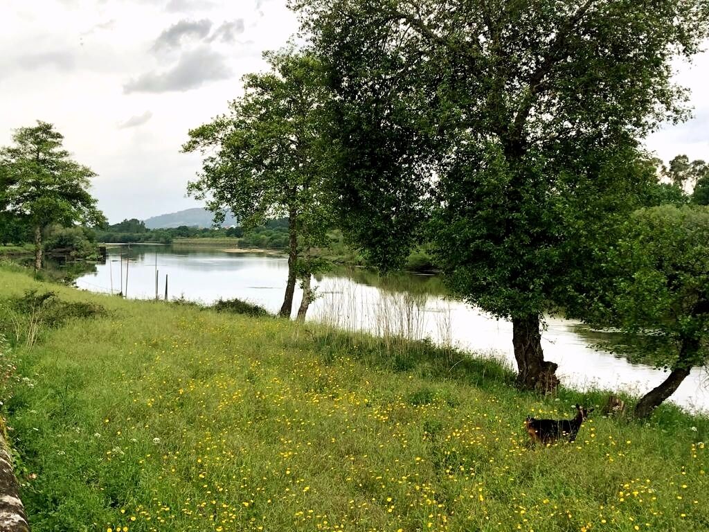 A grassy area with a body of water, trees, and a dog.