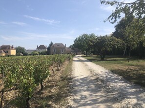 Ein Weinbergpfad mit Reben an einer Seite und Häusern im Hintergrund.