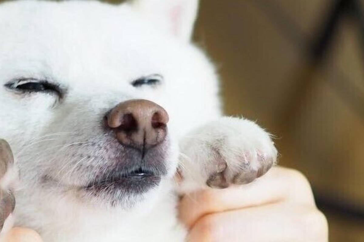 A close-up of a white dog with its eyes closed, being held by a person.