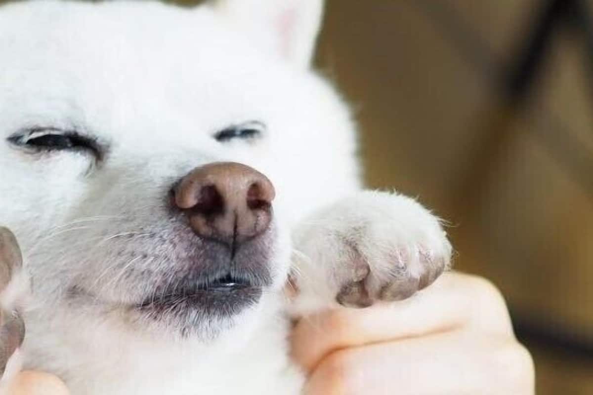 Un cane bianco con gli occhi chiusi, tenuto delicatamente da una persona.