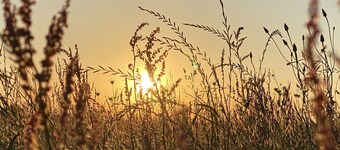 A&M Country Living little sunset
