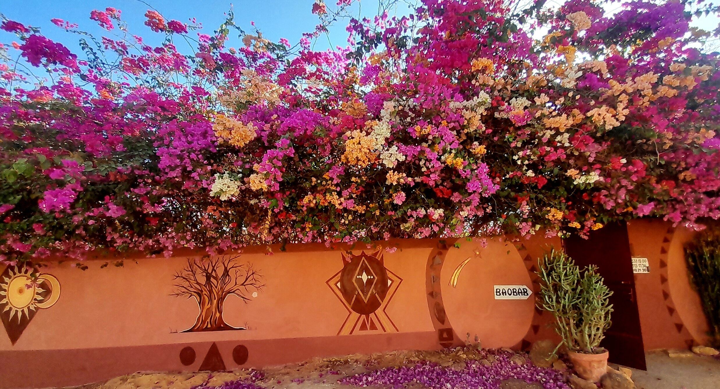 A wall with vibrant bougainvillea flowers, a cactus, and a wall with geometric designs and a sign reading "BAOBAB".