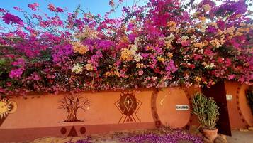 A wall with vibrant bougainvillea flowers, a cactus, and a wall with geometric designs and a sign reading "BAOBAB".