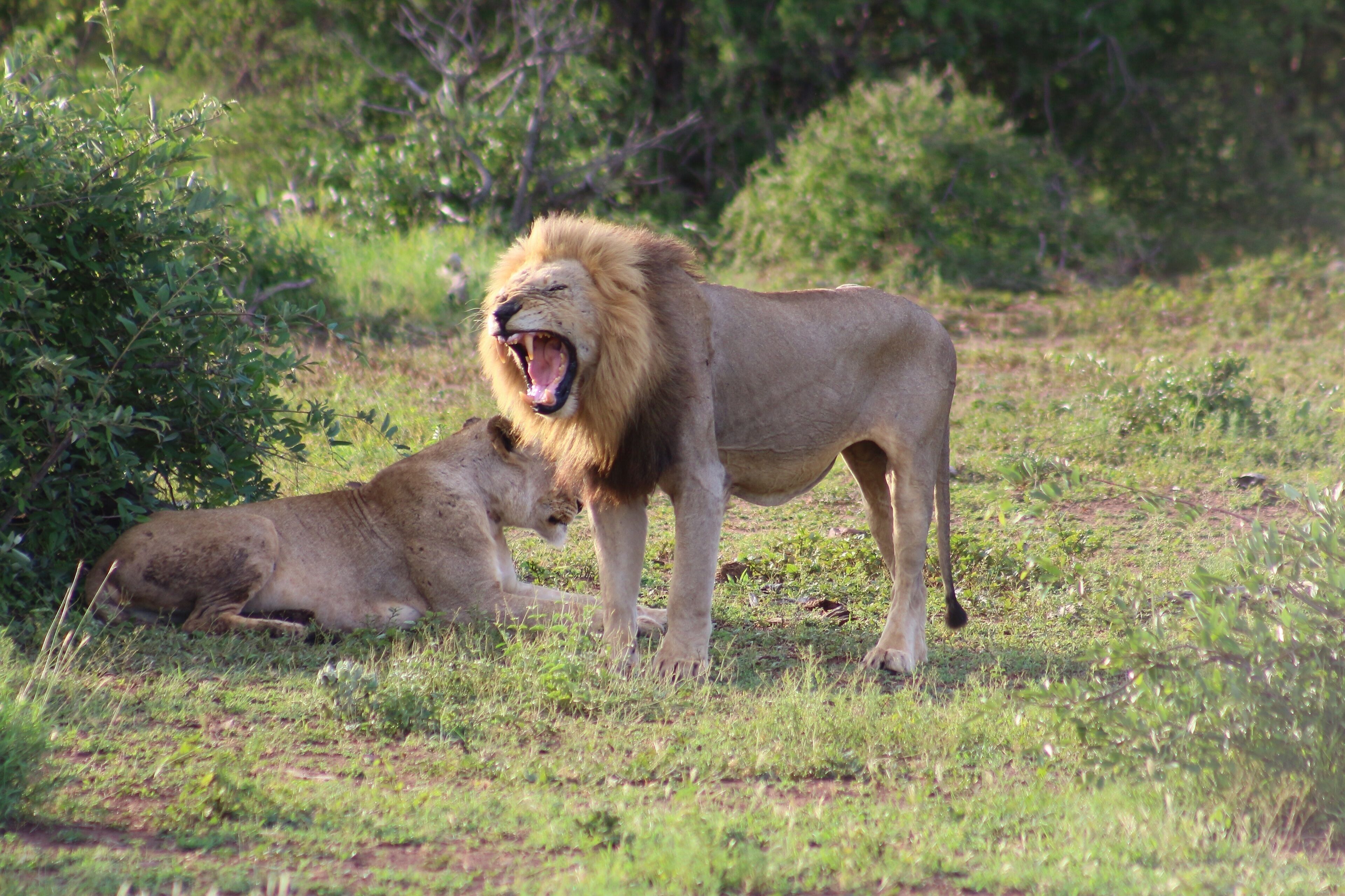 Deux lions dans une zone herbeuse, avec un feuillage dense en arrière-plan.