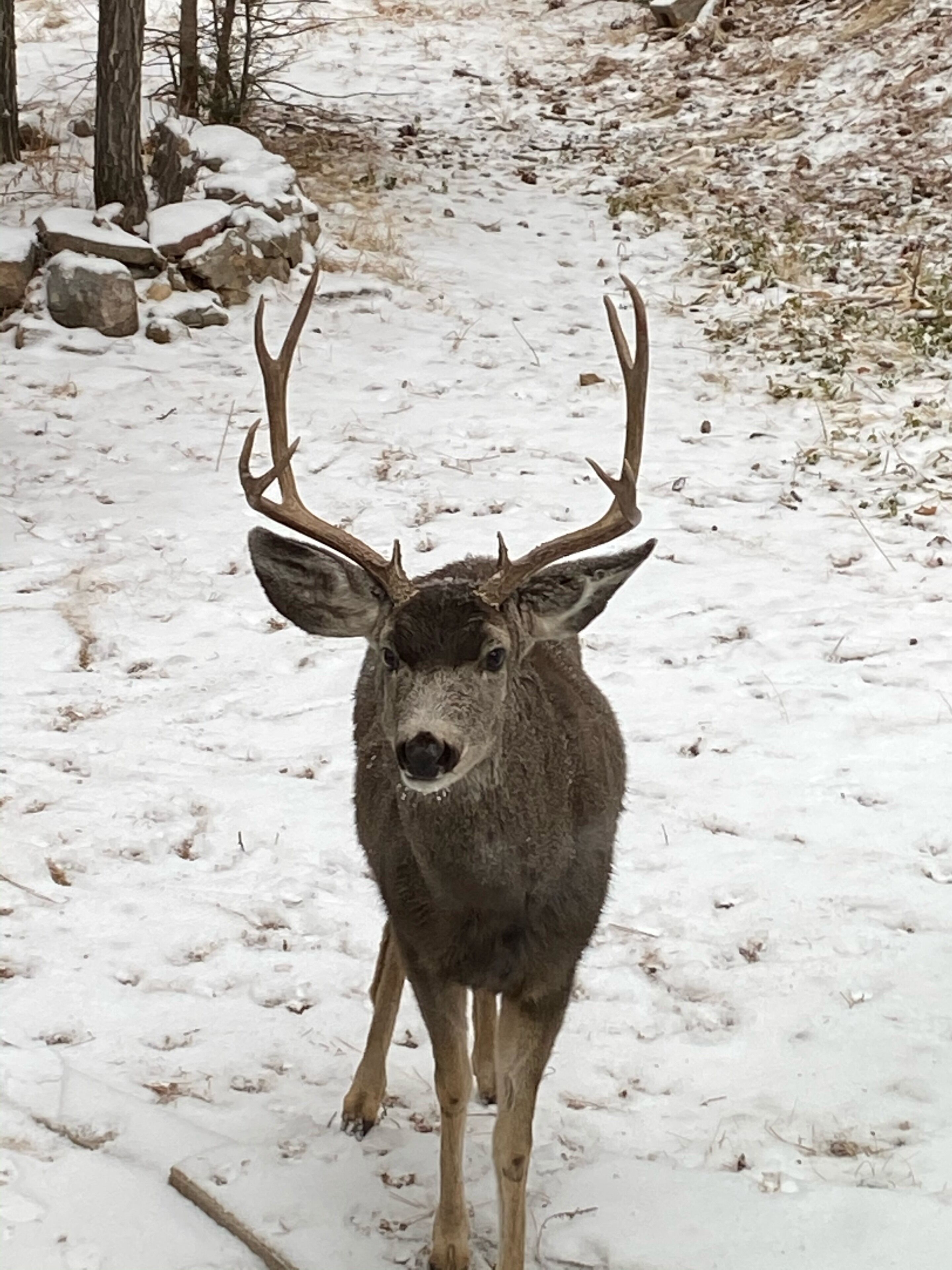 A deer with large antlers standing in a snowy area with rocks and sparse vegetation.