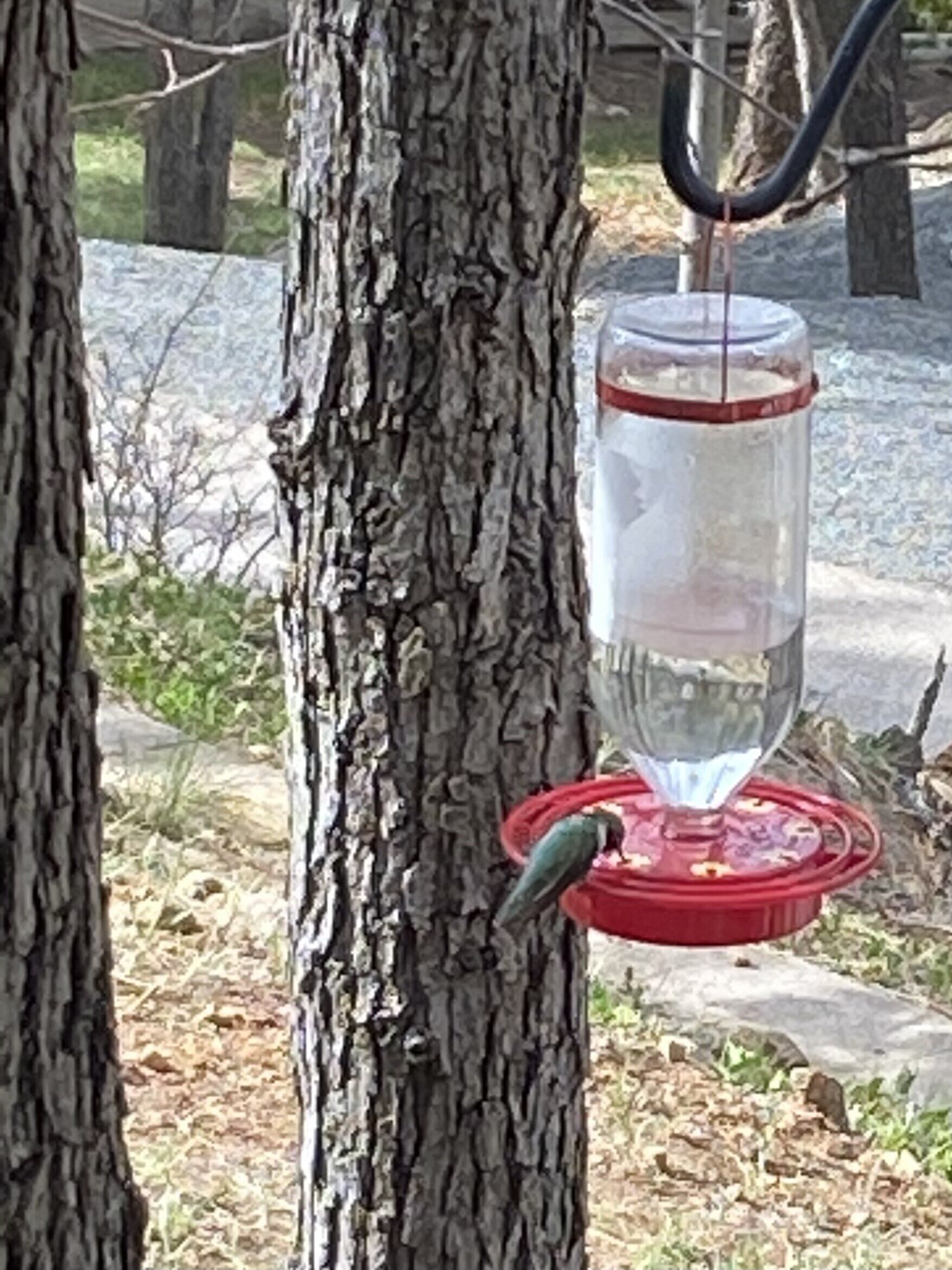 A bird feeder attached to a tree.