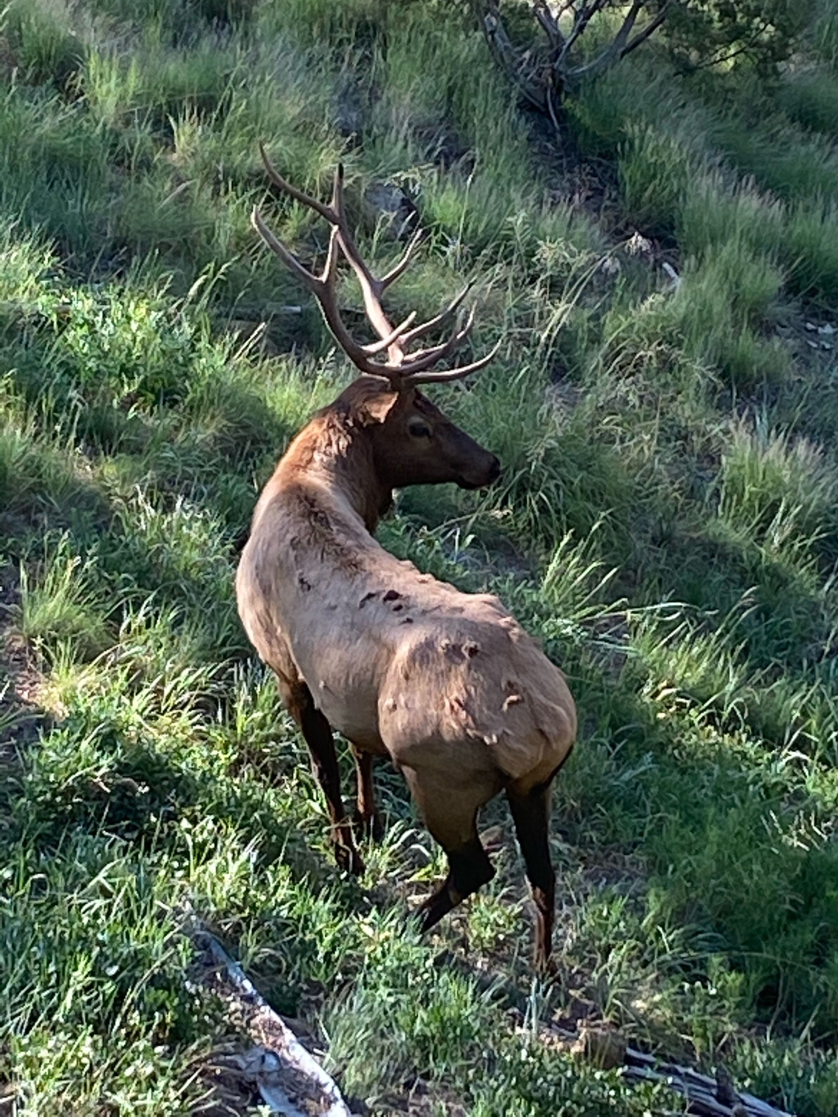 Un cerf avec de grandes cornes dans un champ herbeux.