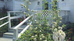 A white house with a porch, a wooden staircase, and a garden with white flowers and red flowers. - 2 River Road Inn and Cottages (Cape Neddick)