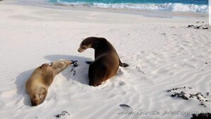 Two seals on a sandy beach with a view of the ocean and distant hills. - Hotel La Gran Tortuga (Puerto Villamil)