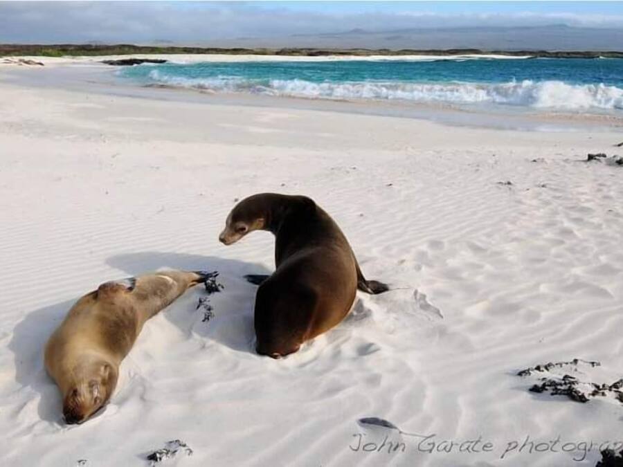 Deux phoques sur une plage de sable, avec vue sur l’océan et les collines au loin.