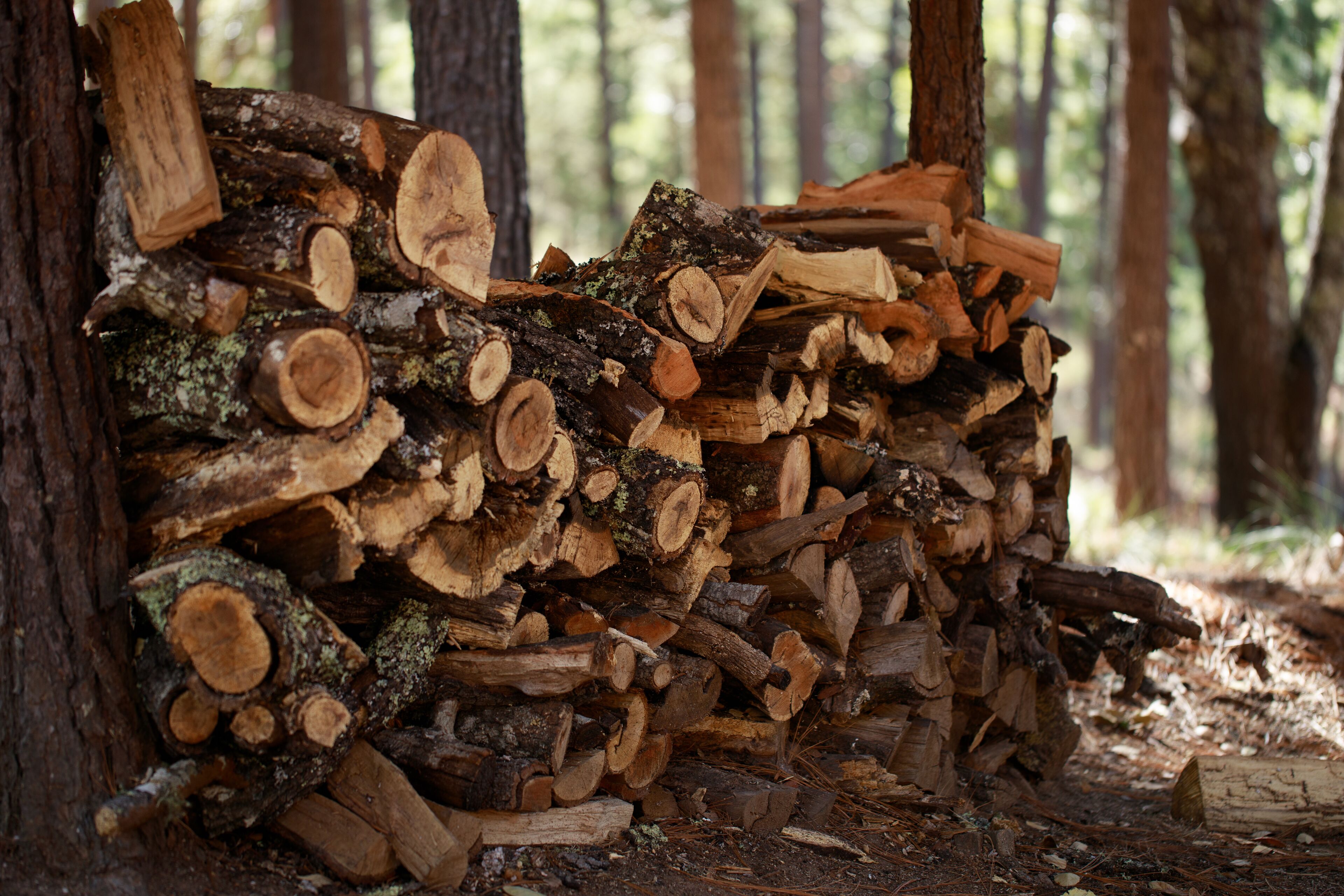 family cabin | view from room