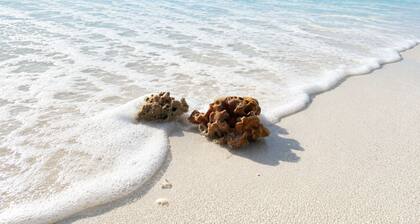 Couples Beach Retreat • 5 Min Walk to Madeira Beach. Private Backyard