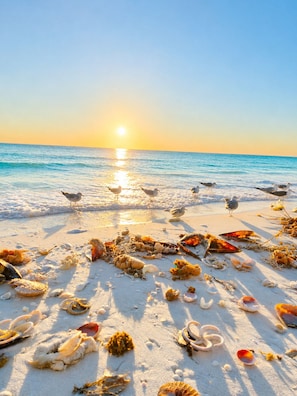 Una spiaggia con gabbiani, conchiglie e alghe sulla sabbia.
