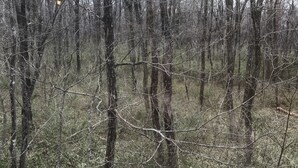 Un bosque denso de árboles altos y sin hojas, con el suelo cubierto de matorrales.