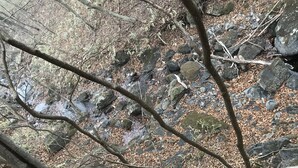A rocky forest floor with dry leaves and branches. - Nasu Holiday (Nasu)