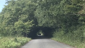 Un camino rural bordeado de vegetación densa, que lleva a la entrada de un túnel.