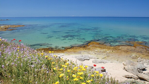 A coastal landscape with clear blue waters, rocky shore, and wildflowers.