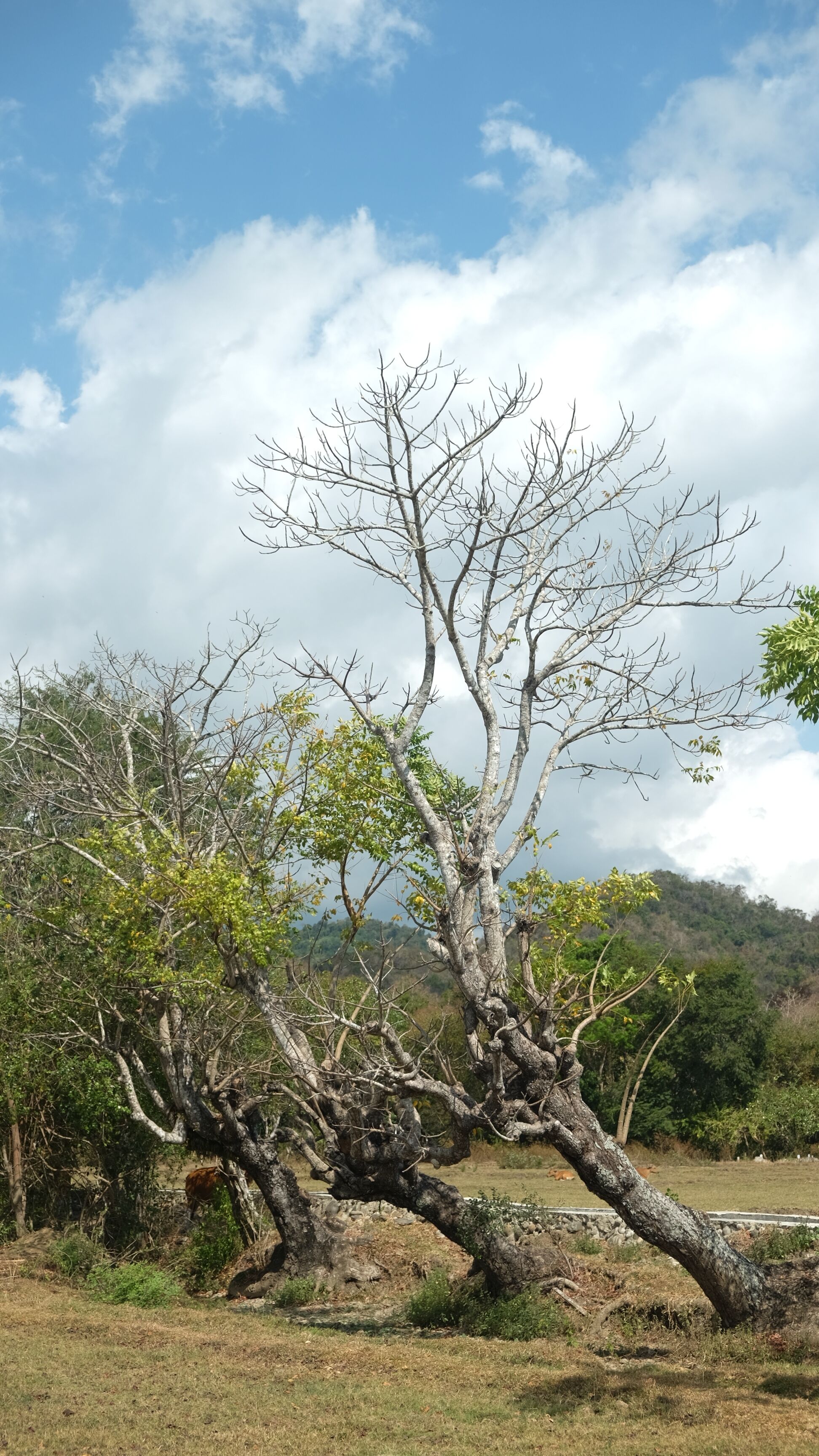 Eine Landschaft mit einem markanten Baum, dessen Stamm und Äste sich verdrehen, umgeben von viel Grün und einem Gewässer im Hintergrund.