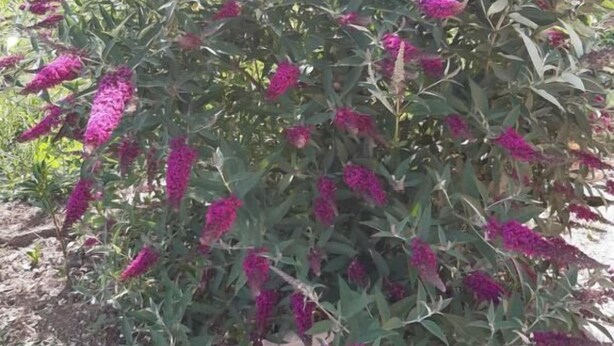 A garden with tall, purple flowering plants. - Guest House Macic (Plitvicka Jezera)