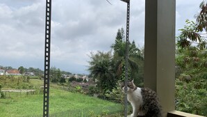 A cat sitting on a window sill overlooking a green field and houses. - Green Homestay (Batu)
