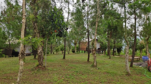 A wooded outdoor area with a wooden deck and a small building.