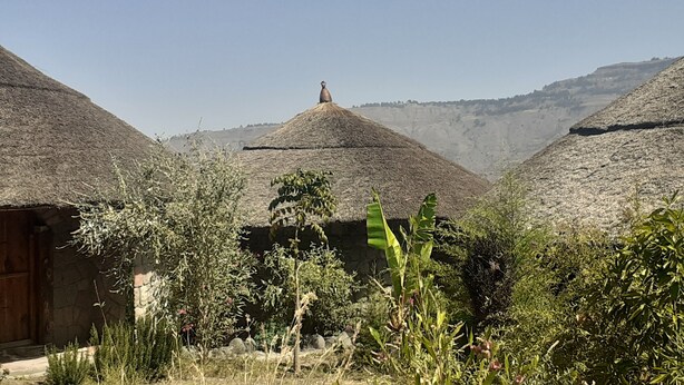 A rural setting with thatched-roof huts, surrounded by various plants and trees. - Bethan Amba ecovillage (Lalibela)