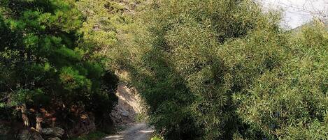 A dirt road flanked by dense green foliage and a hill in the background.