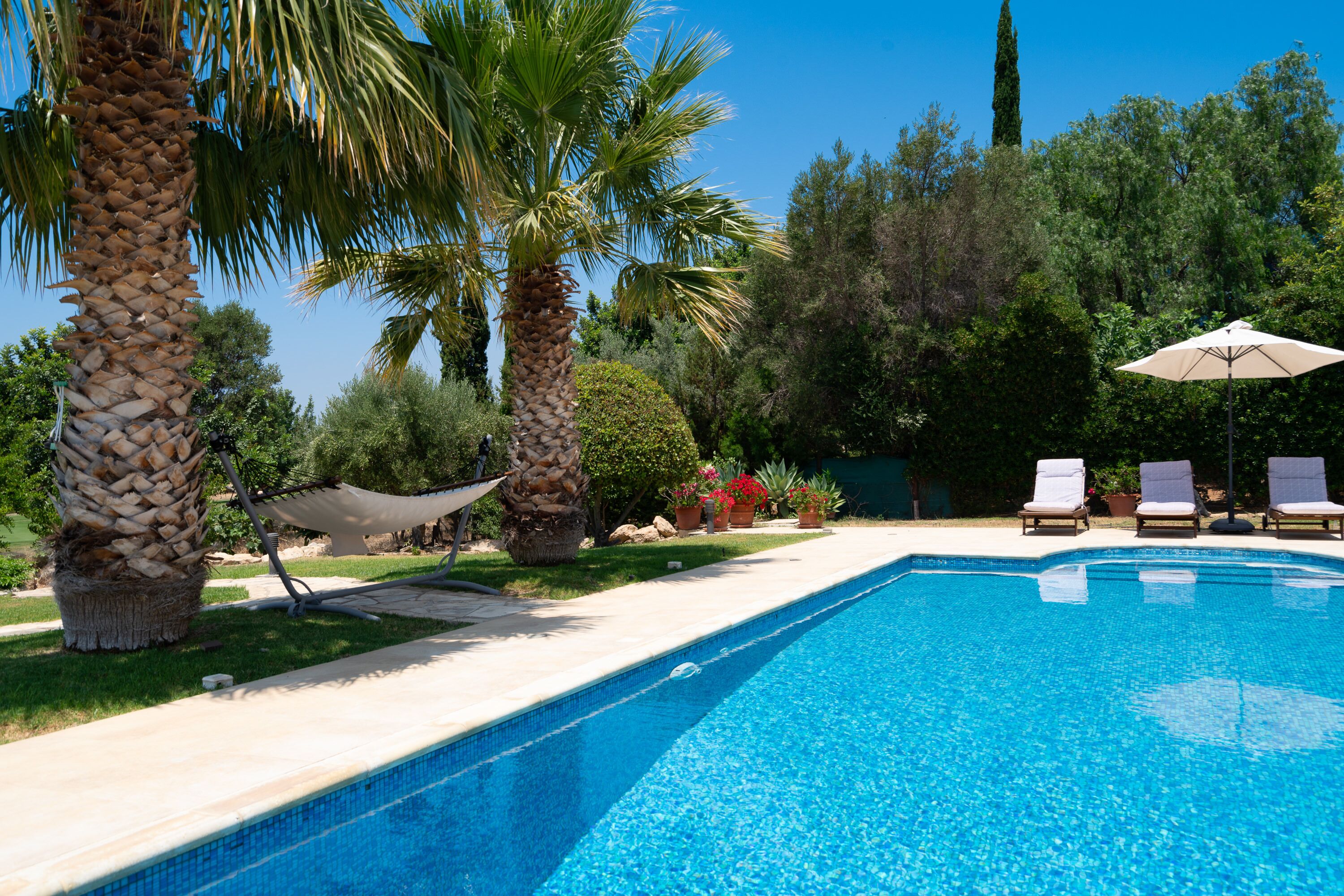 A swimming pool with lounge chairs and umbrellas, surrounded by palm trees and potted plants.