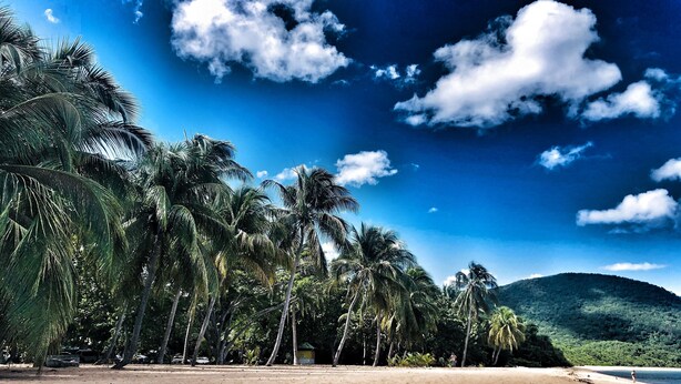 A beach with palm trees and a mountain in the background. - 2Gites 800m from the beach private swimming pool in a tropical setting (Deshaies)