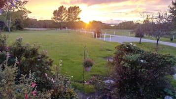 Tuin