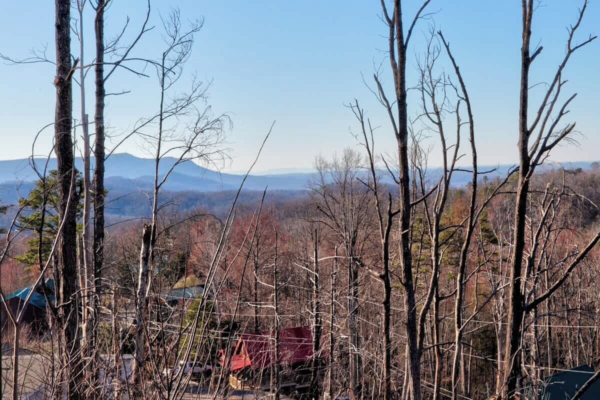 Une zone boisée avec des arbres sans feuilles et une vue lointaine sur des montagnes.
