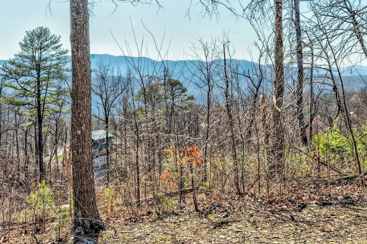 A forested area with a mountain range in the background.