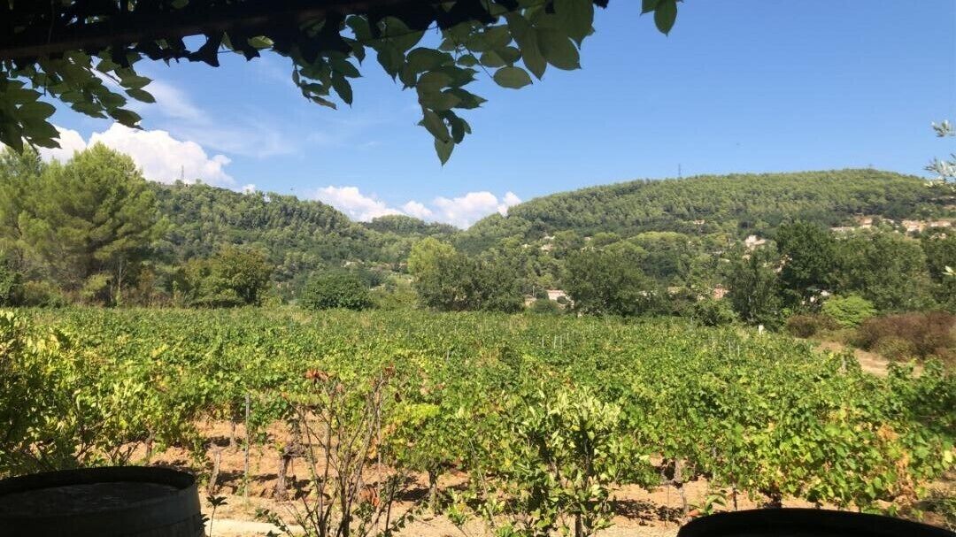 Un vigneto con file di vite sullo sfondo di colline e alberi.