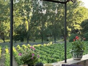 Um jardim com uma estrutura de pérgola, diversas plantas e um vaso de planta em um parapeito.