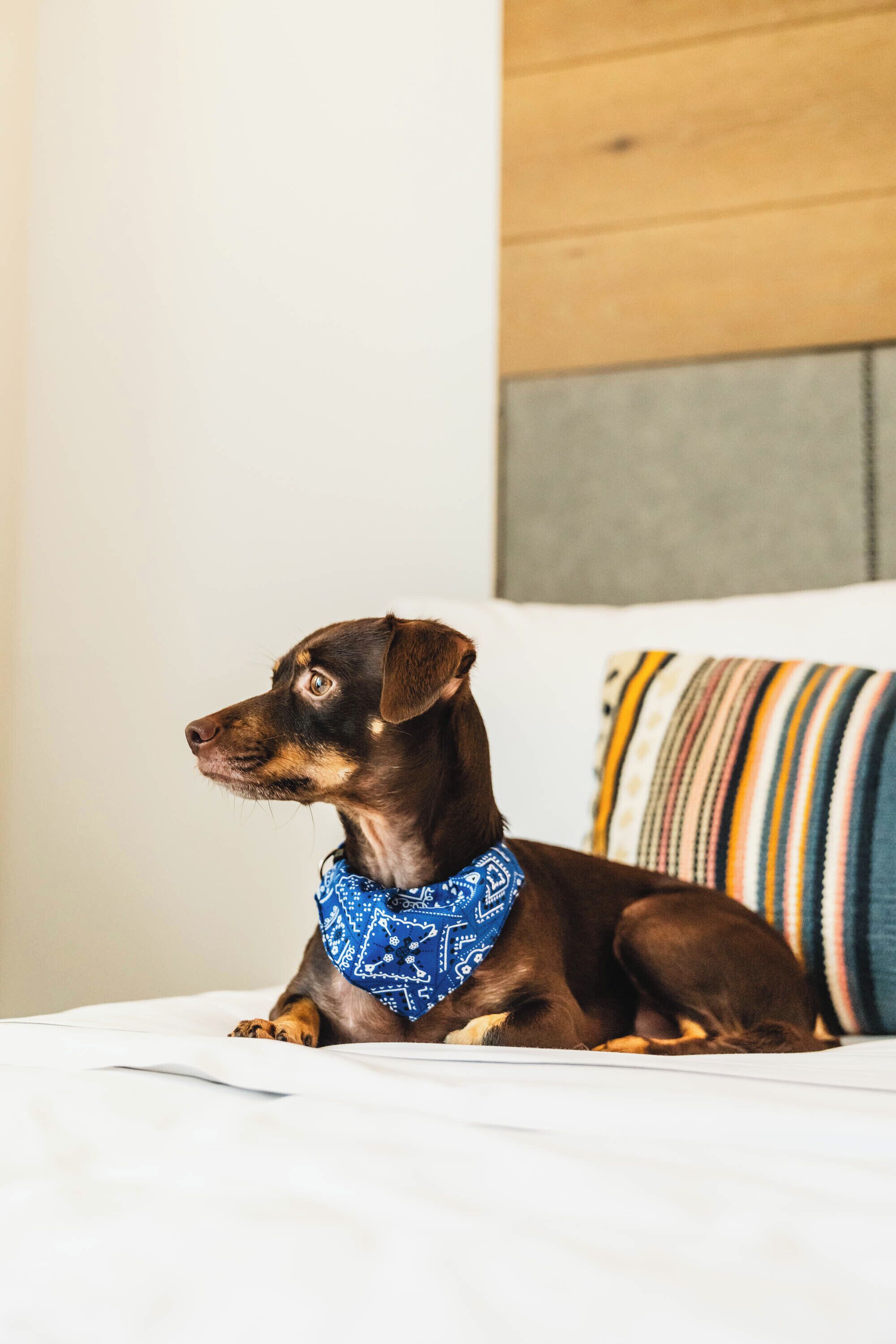 A dog with a blue bandana sitting on a bed with a colorful striped pillow.