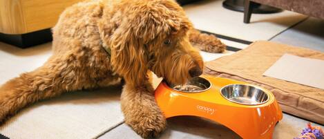 Un perro recostado sobre un tapete estampado, junto a un cuenco de comida para mascotas color naranja.
