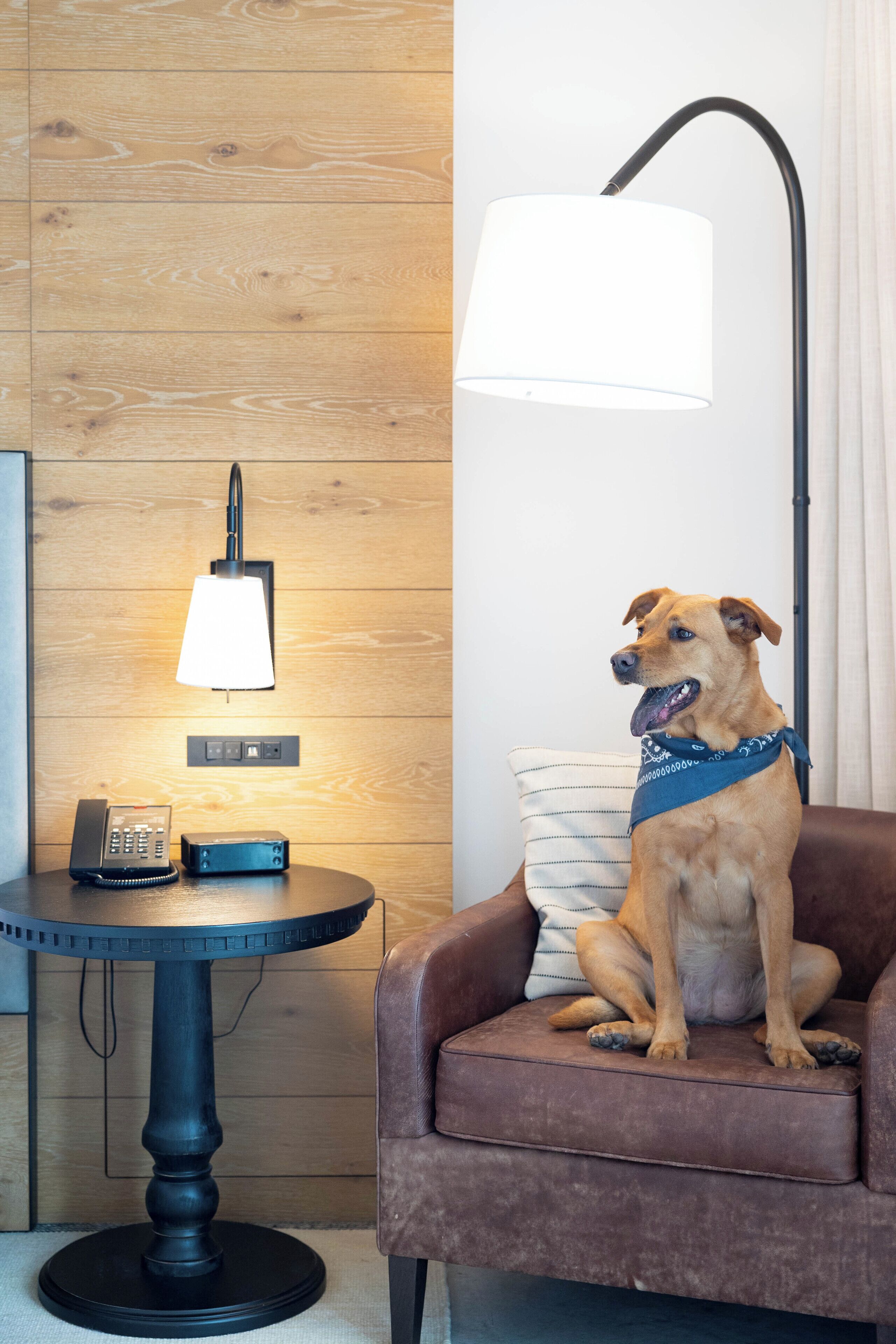 suite, 1 king bed | pet-friendly