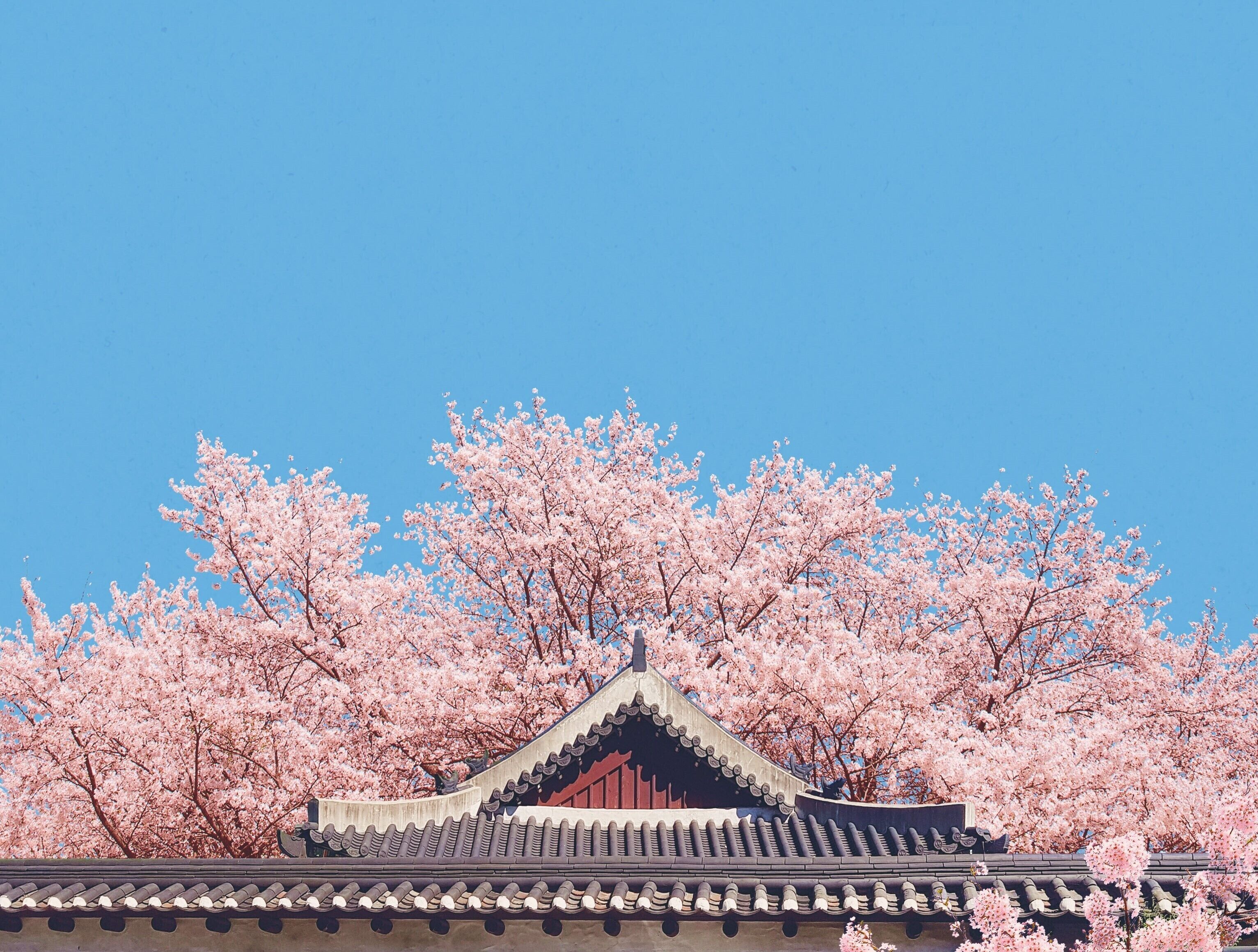 A traditional building with a tiled roof and a curved eave, surrounded by cherry blossom trees.