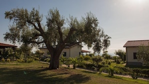 A tree in a courtyard with buildings in the background. - Agriturismo Ninea (Ricadi)