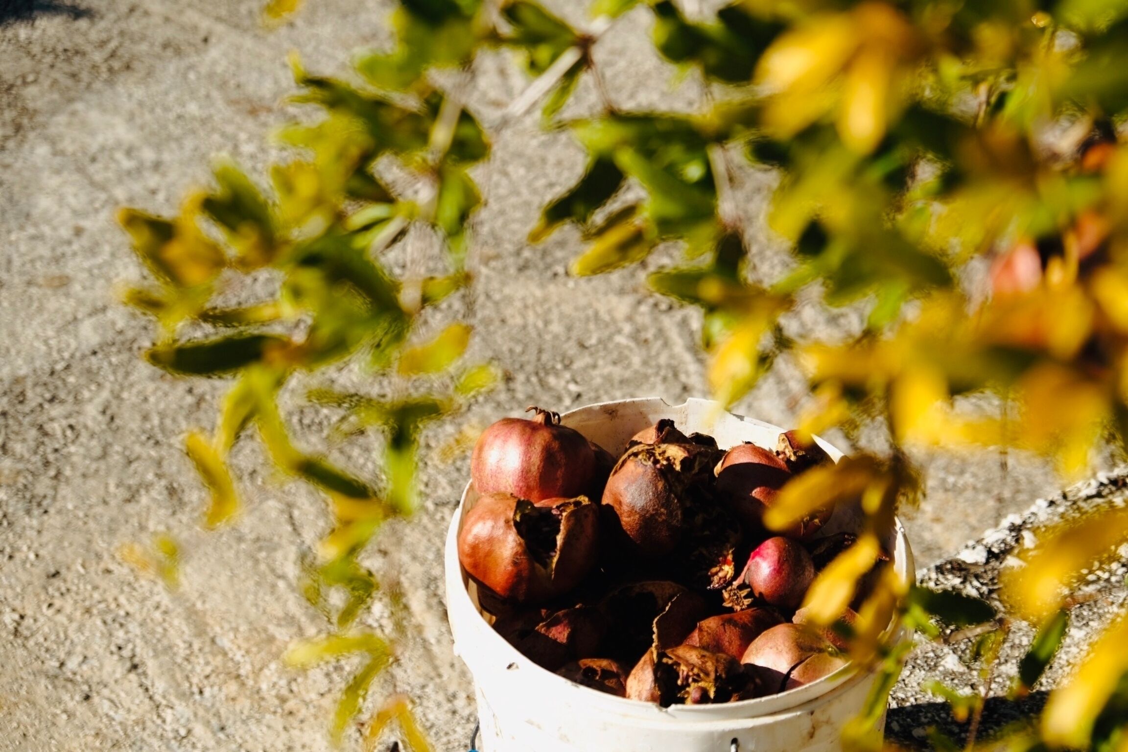 A bucket filled with pomegranates on a concrete surface.