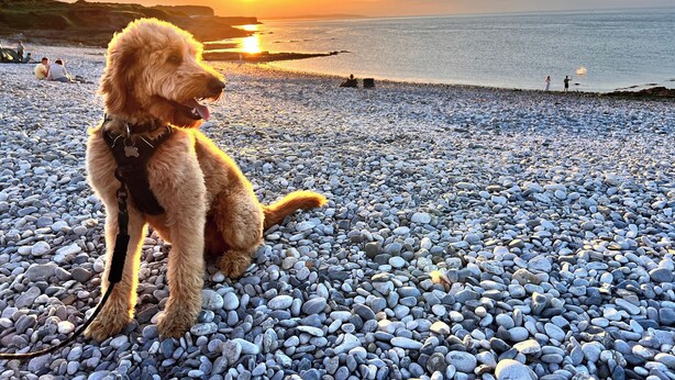 A dog sitting on a pebbled beach with the sun setting in the background. - Ty'n Rardd Mountain Views Secure Garden Parking (Beaumaris)